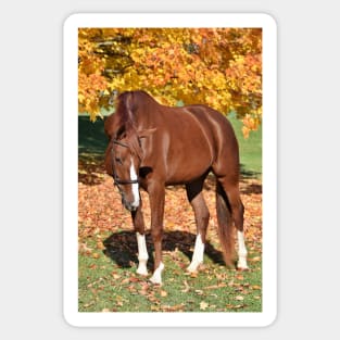 Chestnut Mare Sticker